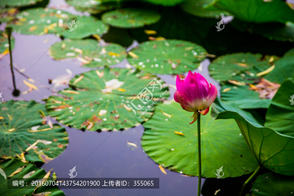 荷花