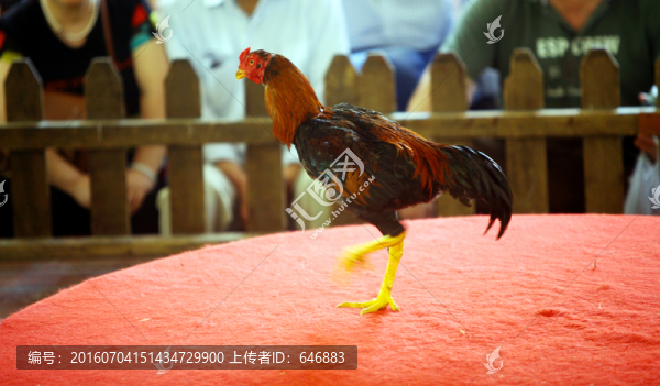 斗雞,博彩,場景,公雞,家禽