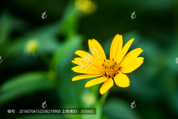 金盞菊