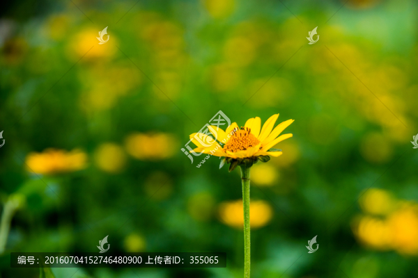 金盞菊