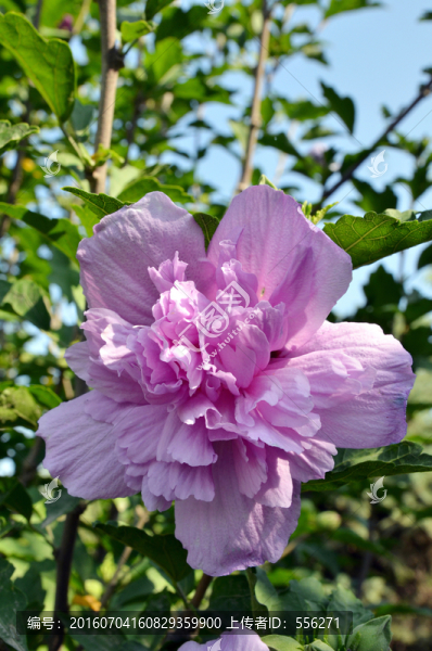 木槿花