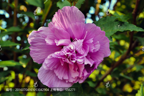 木槿花