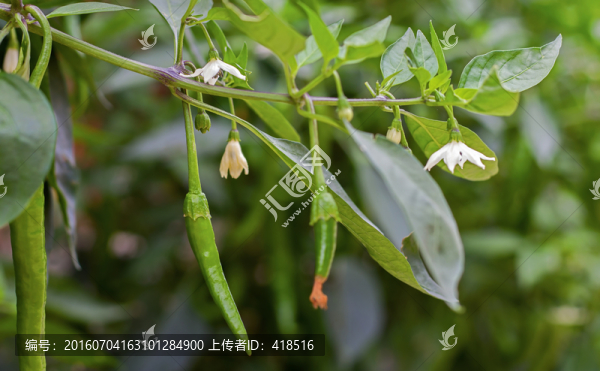辣椒