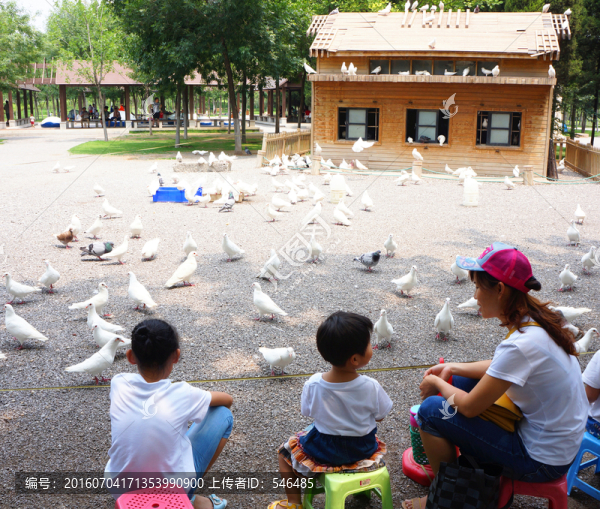 公園,鴿子,母女
