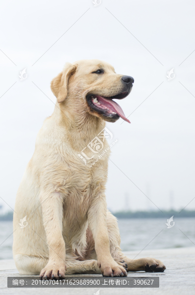 拉布拉多犬,尋回獵犬