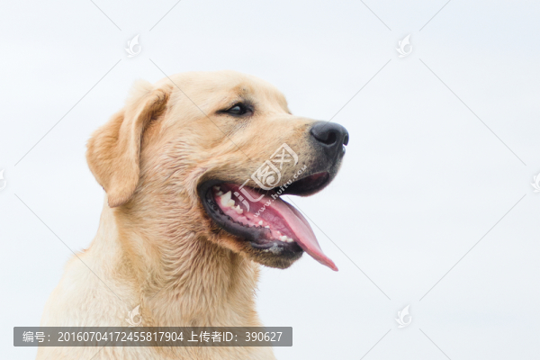 拉布拉多犬,尋回獵犬