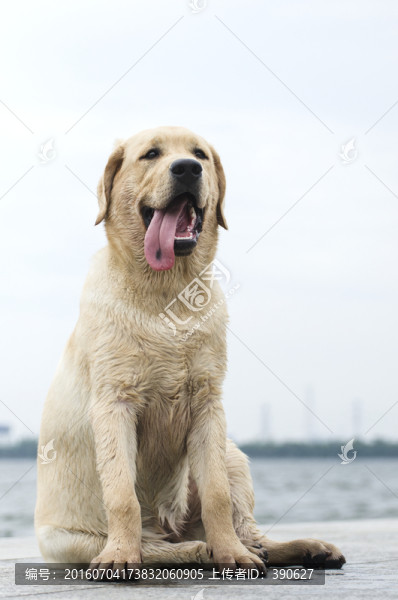 拉布拉多犬,尋回獵犬,坐著