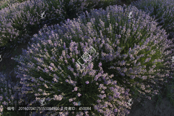 薰衣草