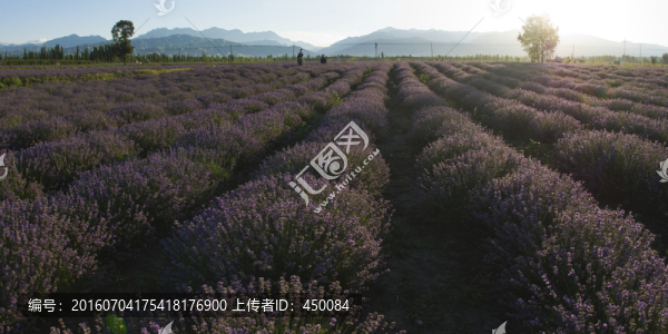 薰衣草