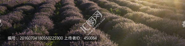 薰衣草