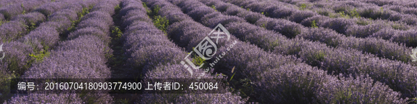 薰衣草