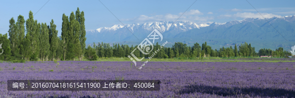 薰衣草