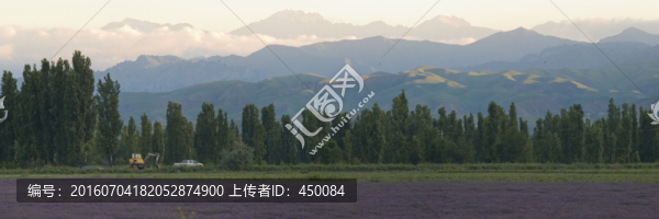 薰衣草