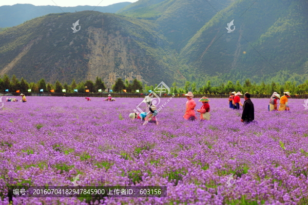 麗江,薰衣草
