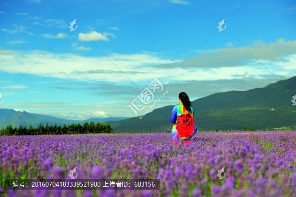 麗江,薰衣草