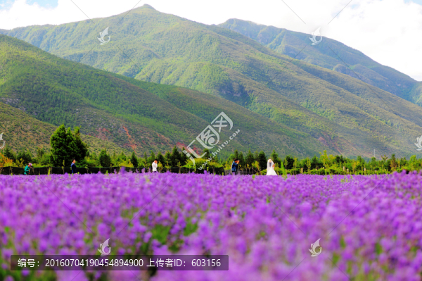麗江,薰衣草