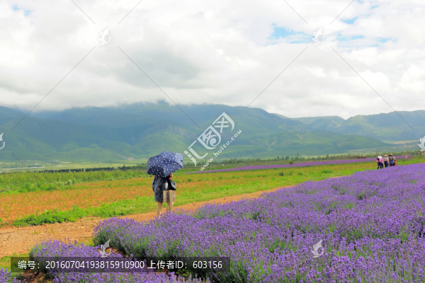 麗江,薰衣草