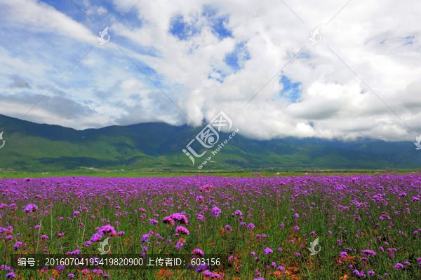 麗江,薰衣草