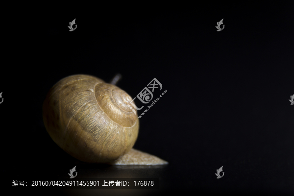 緩慢爬行的蝸牛背影jpg