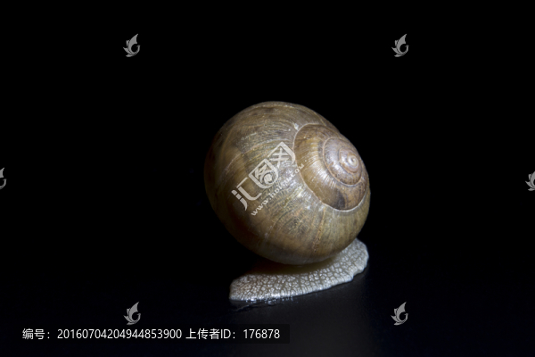 緩慢爬行的蝸牛背影jpg