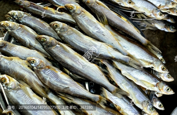 小魚干