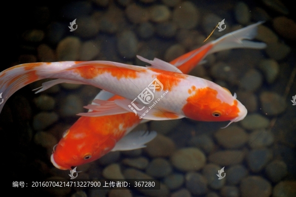 錦鯉