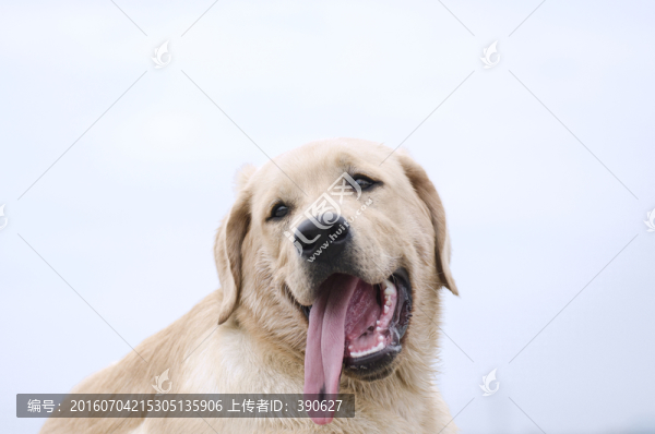 拉布拉多犬,尋回獵犬