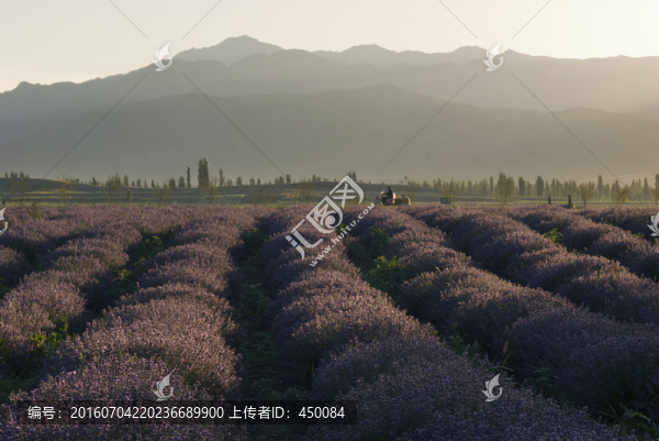薰衣草