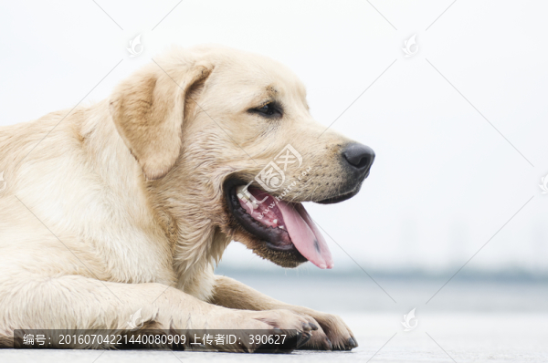 拉布拉多犬,尋回獵犬