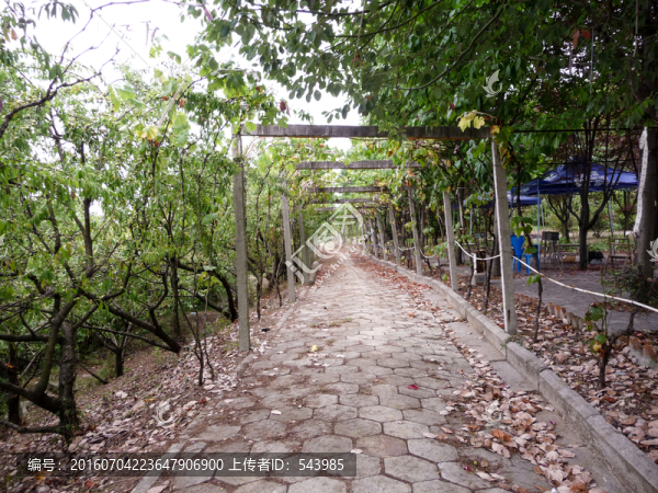葡萄園