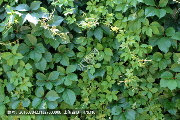 爬山虎,爬墻虎,植物,藤條