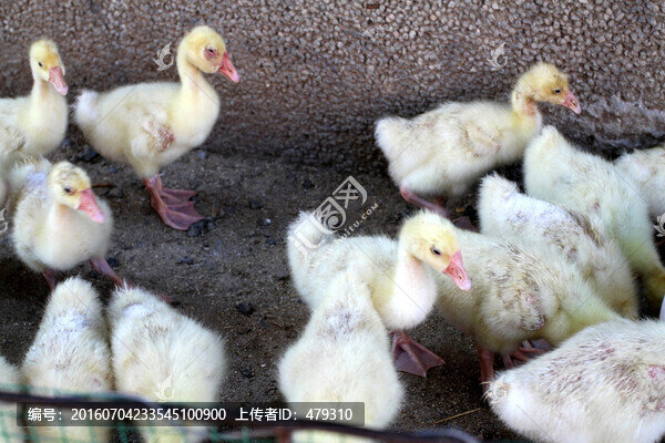 家禽,雛,小雞,小鵝,小鴨