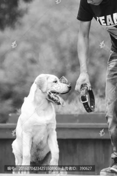 拉布拉多犬,馴狗,男人和狗