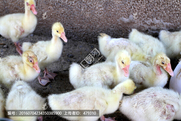 家禽,雛,小雞,小鵝,小鴨