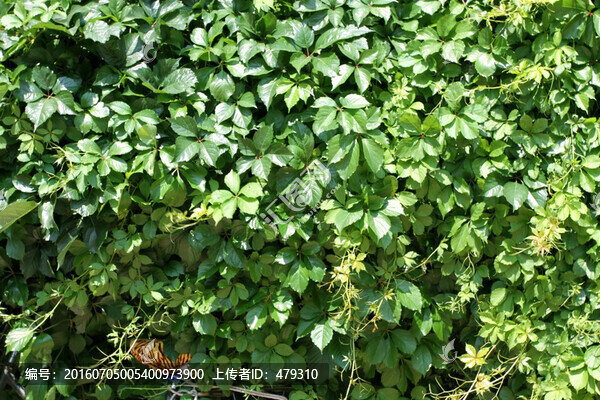 爬山虎,爬墻虎,植物,藤條