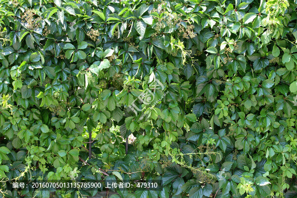 爬山虎,爬墻虎,植物,藤條