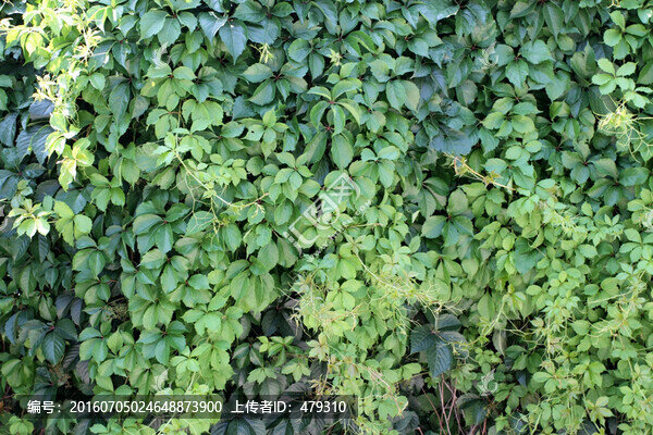爬山虎,爬墻虎,植物,藤條