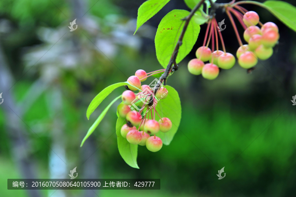紅果,,果子,果樹