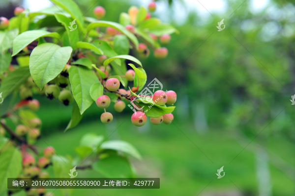 海棠果,紅豆子,紅果