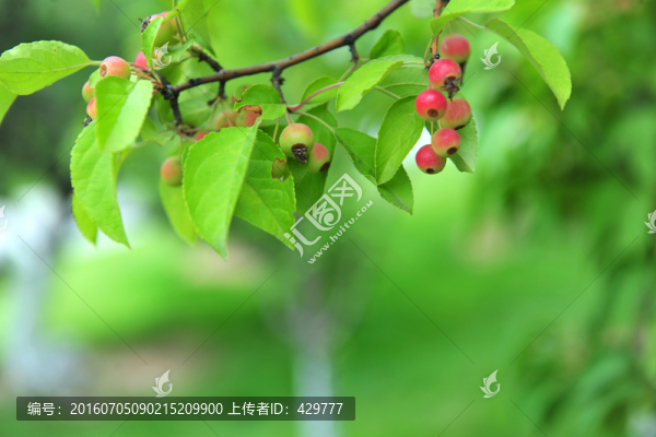 海棠果,,,紅果