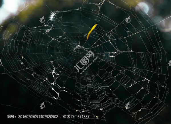 蛛網(wǎng)