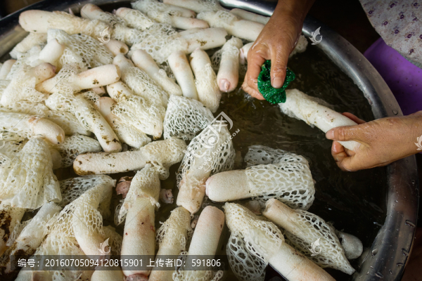 清洗食用野生菌竹蓀