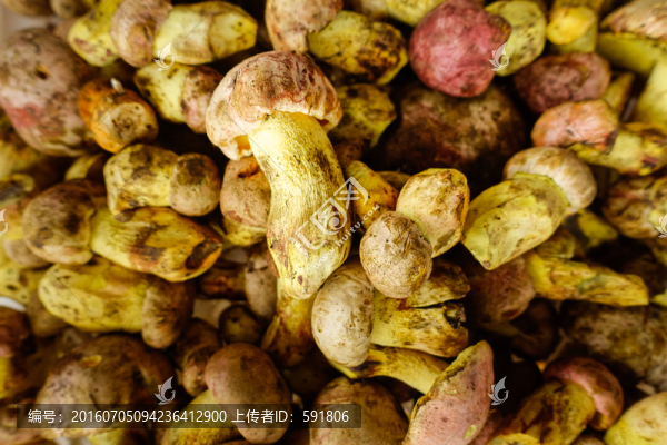 云南食用野生菌牛肝菌