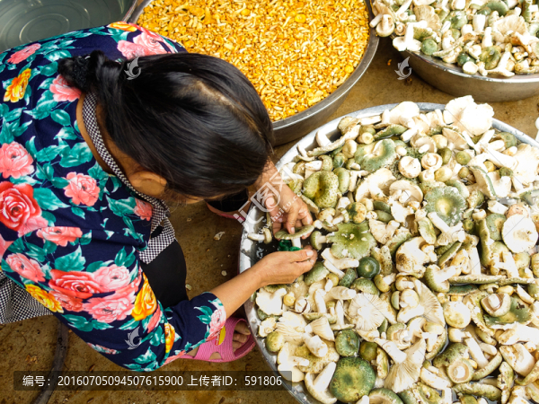 清洗食用野生菌
