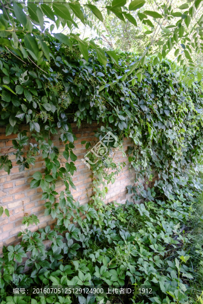 爬墻虎