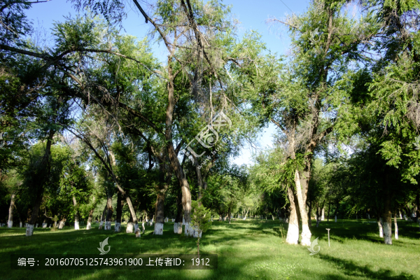 樹林