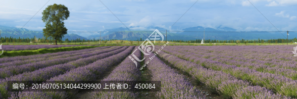 薰衣草