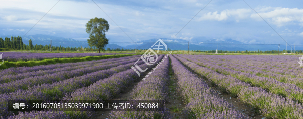 薰衣草