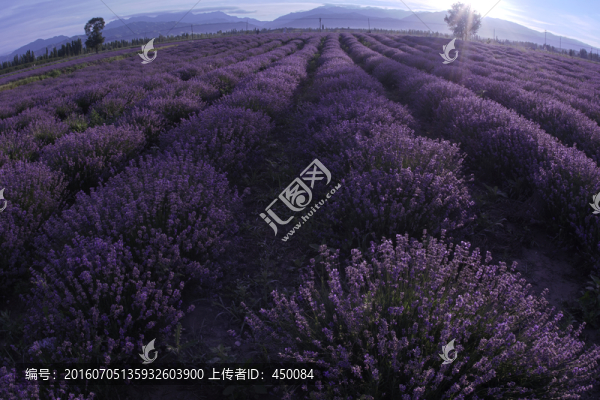 薰衣草