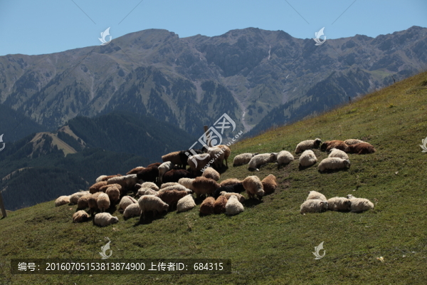 高原,綿羊